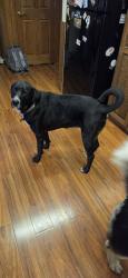 Lost Female Dog last seen Kennedy Creek, Olympia, WA 98502