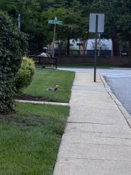 Found/Stray Female Dog last seen Clover, Baltimore, MD 21215