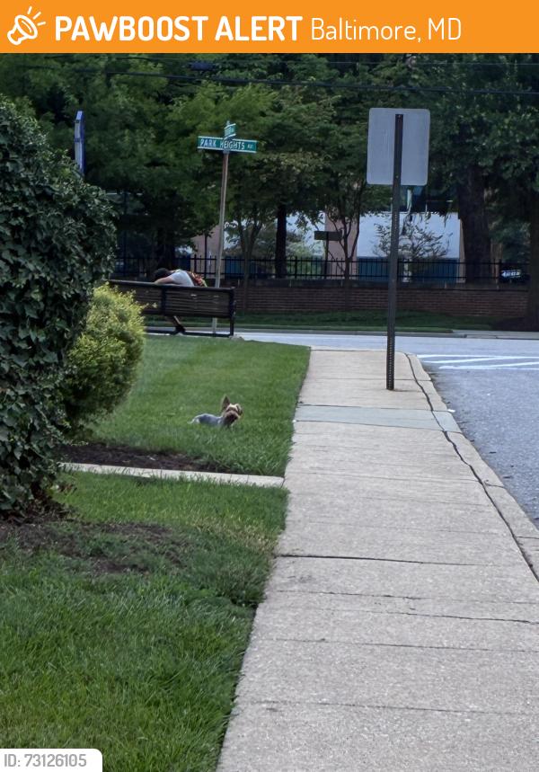 Found/Stray Female Dog last seen Clover, Baltimore, MD 21215