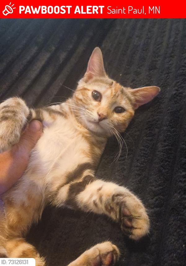 Lost Female Cat last seen Near geranium ave W. St paul mn 55117, Saint Paul, MN 55117