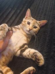 Lost Female Cat last seen Near geranium ave W. St paul mn 55117, Saint Paul, MN 55117