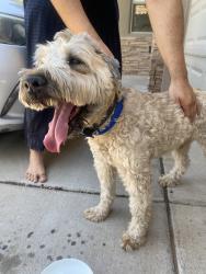 Reunited Male Dog last seen Near Petra Pointe Cir NW, Albuquerque, NM 87120, USA, Albuquerque, NM 87120