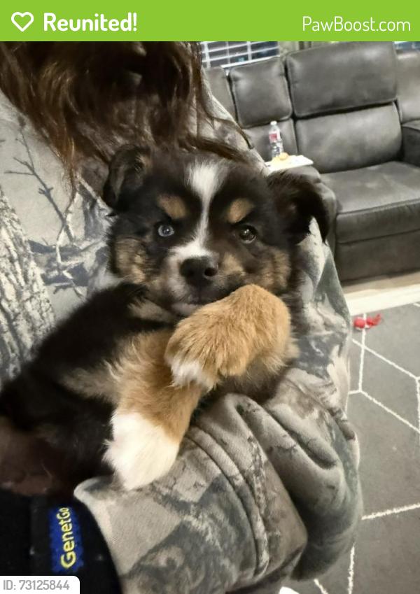 Reunited Male Dog last seen N o old Robinson rd, Robinson, TX 76706