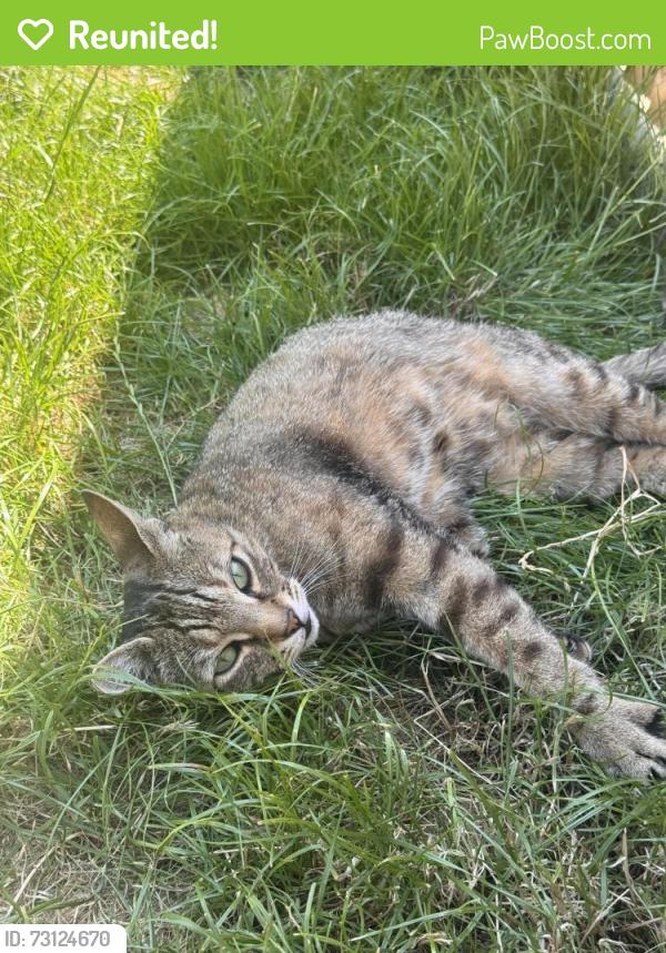 Reunited Female Cat last seen Helliwells drive, Perton, England WV6 7JF