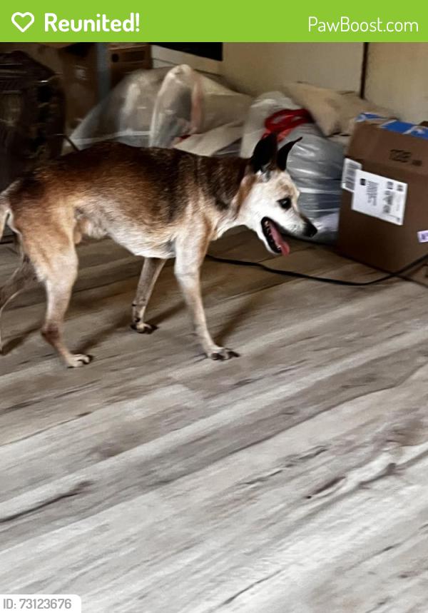 Reunited Male Dog last seen County Road 619 and Highway 78, Blue Ridge, TX 75442