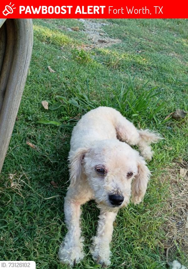 Lost Male Dog last seen Agate pl and 9 mile azle, Fort Worth, TX 76135