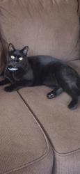Lost Female Cat last seen River Road & Hammond Hill Road, Plymouth, NH 03264
