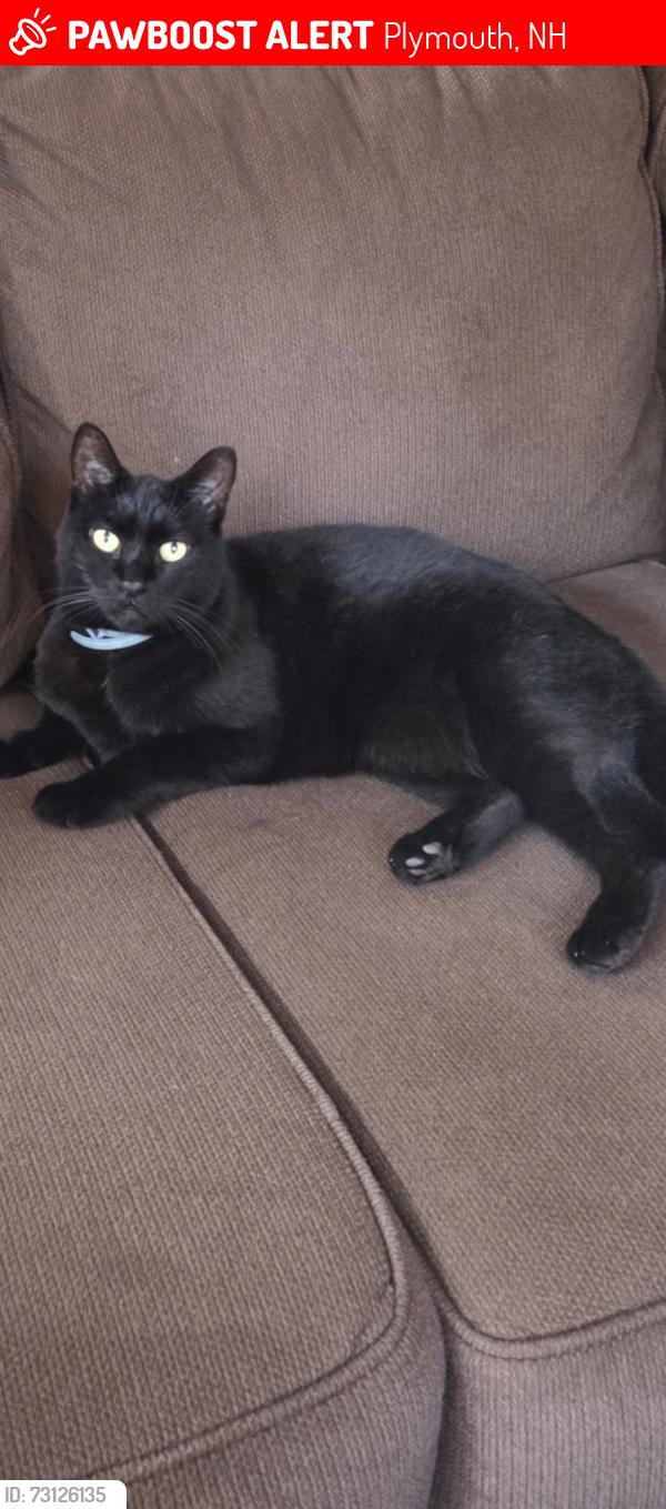 Lost Female Cat last seen River Road & Hammond Hill Road, Plymouth, NH 03264