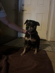 Reunited Female Dog last seen Cooperbend, San Antonio, TX 78250, USA, San Antonio, TX 78250