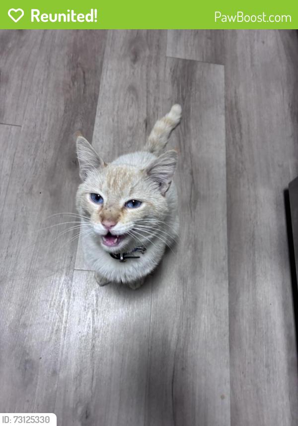 Reunited Male Cat last seen Dennery road, San Diego, CA 92154