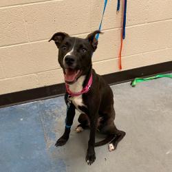 Shelter Stray Female Dog last seen , 2350 Appling City Cove, Memphis, TN 38133, USA