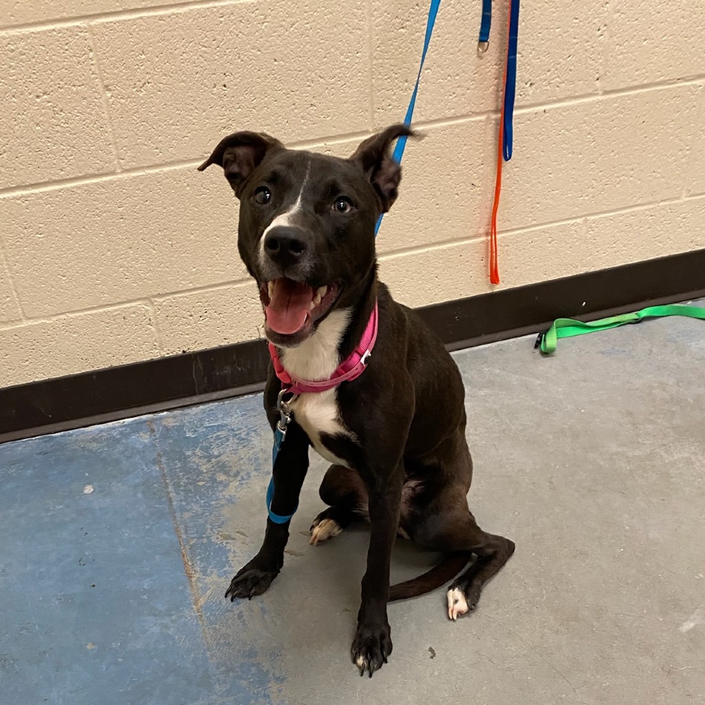 Shelter Stray Female Dog last seen , 2350 Appling City Cove, Memphis, TN 38133, USA