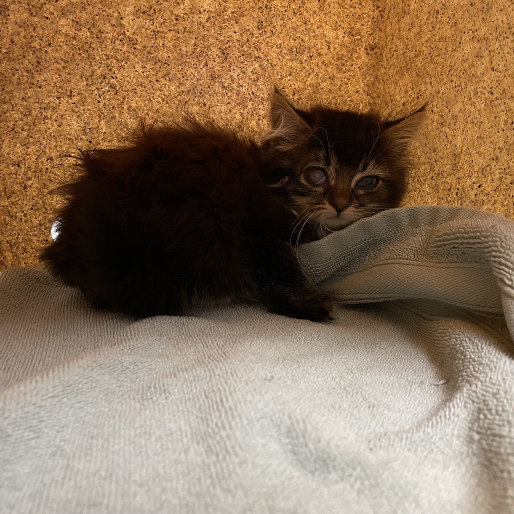 Shelter Stray Female Cat last seen , 361 S Raymond Ave, Pasadena, CA 91105, USA