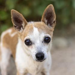 Shelter Stray Female Dog last seen , 4575 E Mesquite Ave, Palm Springs, CA 92264, USA