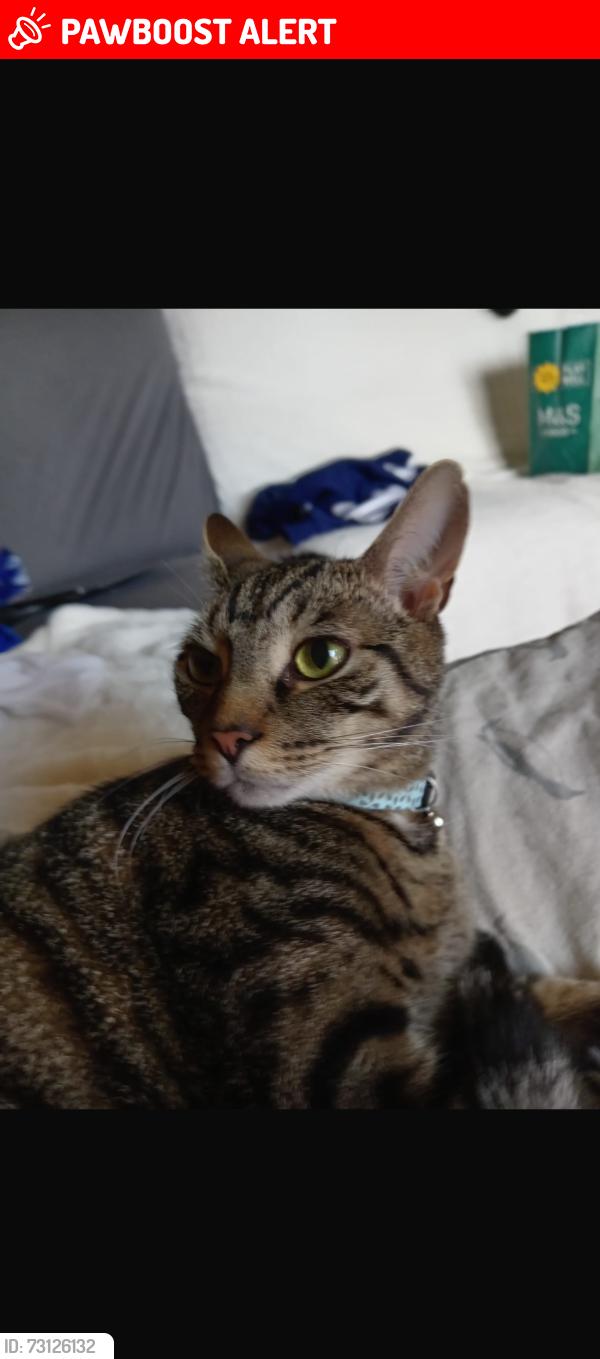Lost Male Cat last seen Gurnell grove, Greenford Ealing, Greater London, England 