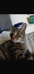 Lost Male Cat last seen Gurnell grove, Greenford Ealing, Greater London, England 