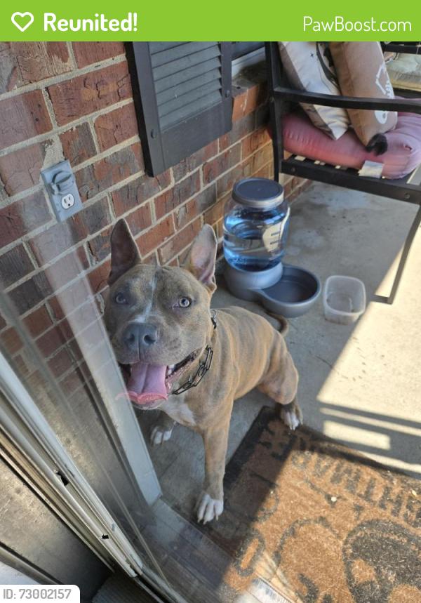 Reunited Male Dog last seen Windsor Spring $d, Hephzibah, GA 30815