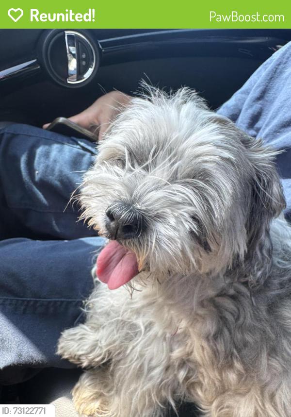 Reunited Female Dog last seen Northgate market, Lennox, CA 90304