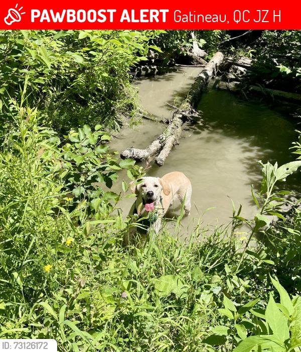 Lost Male Dog last seen Technologie Dog Park, Gatineau, QC J8Z 3H8