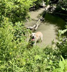Lost Male Dog last seen Technologie Dog Park, Gatineau, QC J8Z 3H8