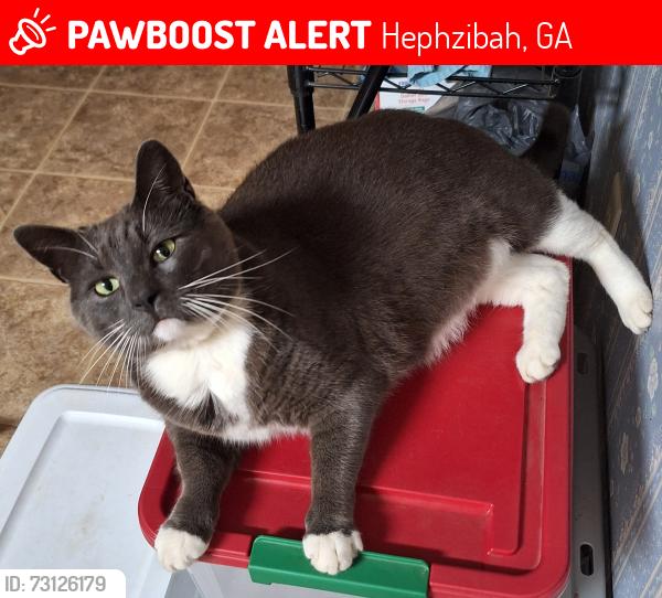 Lost Male Cat last seen Near drumcliff ct, Hephzibah, GA 30815