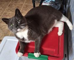 Lost Male Cat last seen Near drumcliff ct, Hephzibah, GA 30815