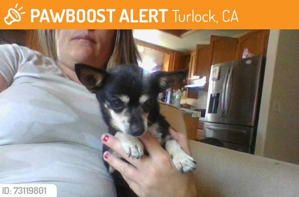 Found/Stray Female Dog last seen glenwood ave, Turlock, CA 95380