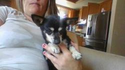 Found/Stray Female Dog last seen glenwood ave, Turlock, CA 95380