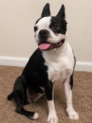 Found/Stray Female Dog last seen G Anaya Avenue, Calexico, CA 92231