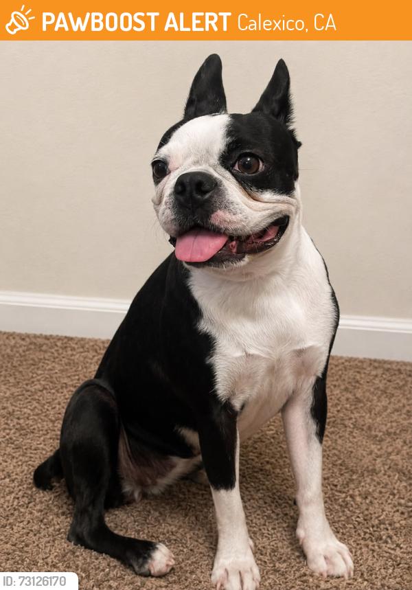 Found/Stray Female Dog last seen G Anaya Avenue, Calexico, CA 92231