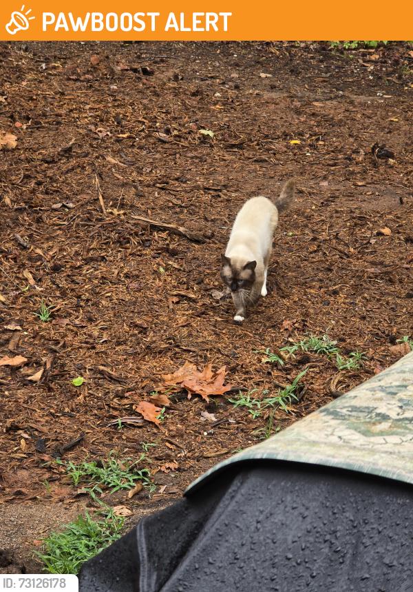Found/Stray Male Cat last seen Howell rd, Spartanburg County, SC 29385