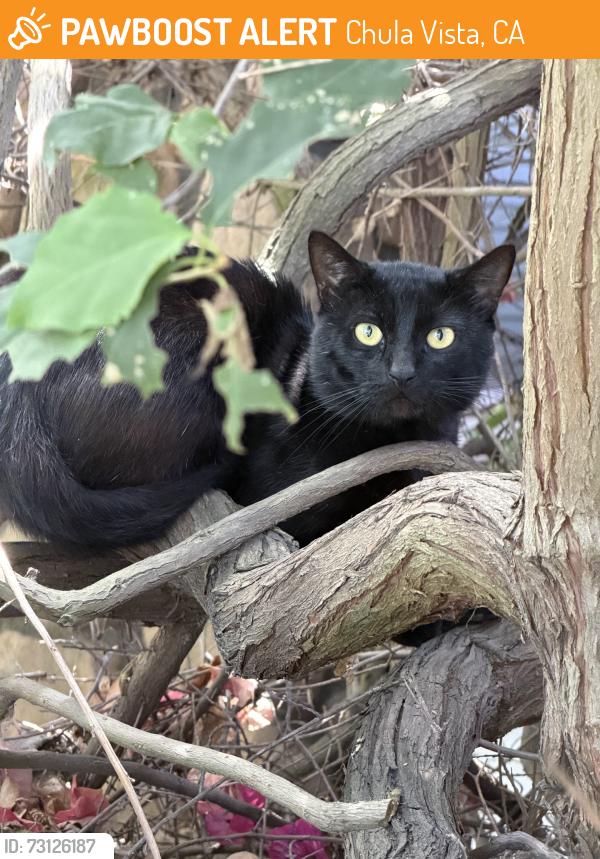 Found/Stray Unknown Cat last seen Cascade Place, Chula Vista, CA 91913