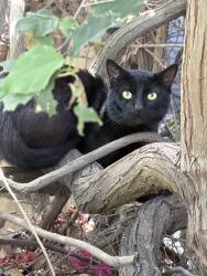 Found/Stray Unknown Cat last seen Cascade Place, Chula Vista, CA 91913