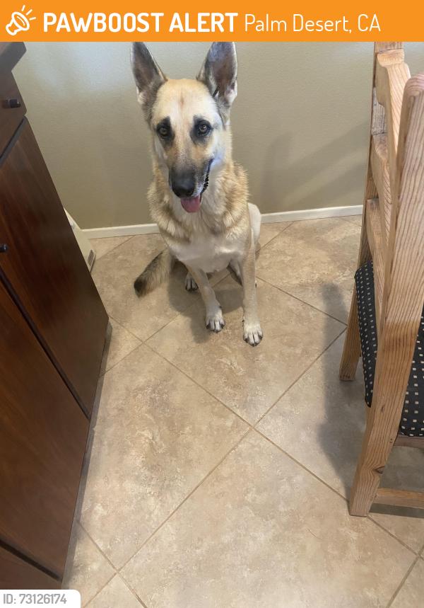 Found/Stray Male Dog last seen Coyote song, Palm Desert, CA 92211