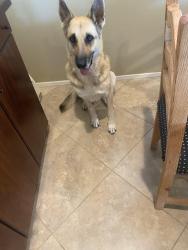 Found/Stray Male Dog last seen Coyote song, Palm Desert, CA 92211