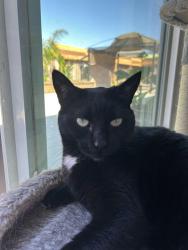 Lost Female Cat last seen Cabrillo and fordham, Santa Clara, CA 95051