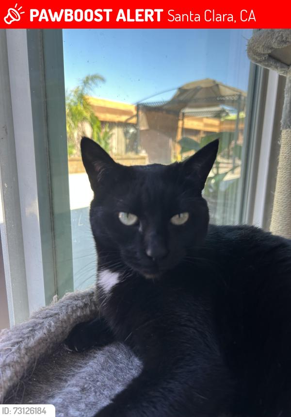 Lost Female Cat last seen Cabrillo and fordham, Santa Clara, CA 95051