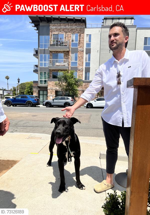 Lost Unknown Dog last seen State st, Carlsbad, CA 92008