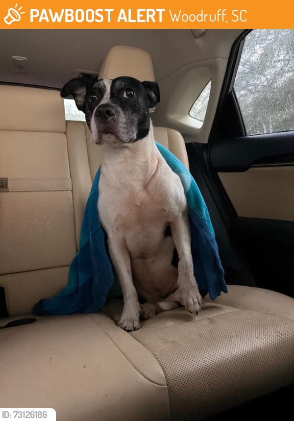 Found/Stray Female Dog last seen Snowmill rd, Woodruff, SC 29388