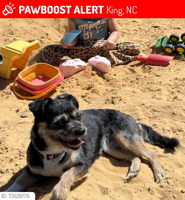 Lost Female Dog last seen Near moser rd, king nc, King, NC 27021