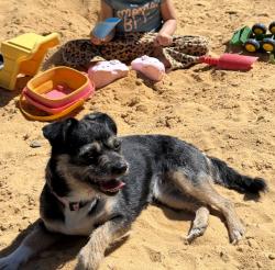 Lost Female Dog last seen Near moser rd, king nc, King, NC 27021