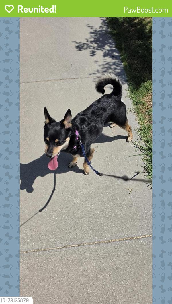 Reunited Male Dog last seen Adoree, Norwalk, CA 90650