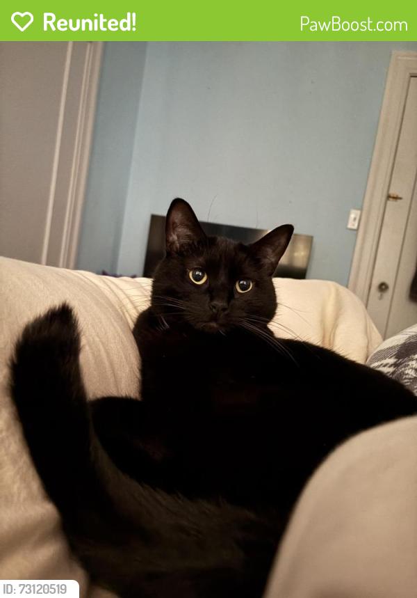 Reunited Male Cat last seen Latona Ave NE & NE 45th St, Seattle, WA 98105