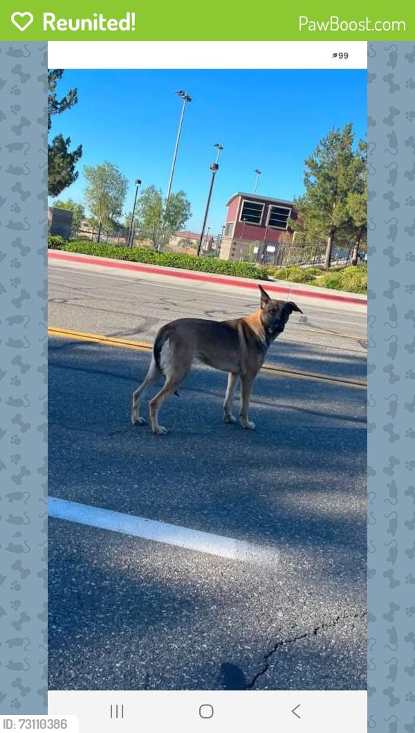 Reunited Unknown Dog last seen Sycamore Creek Loop and Clearwater Pkwy, San Bernardino, CA 92407