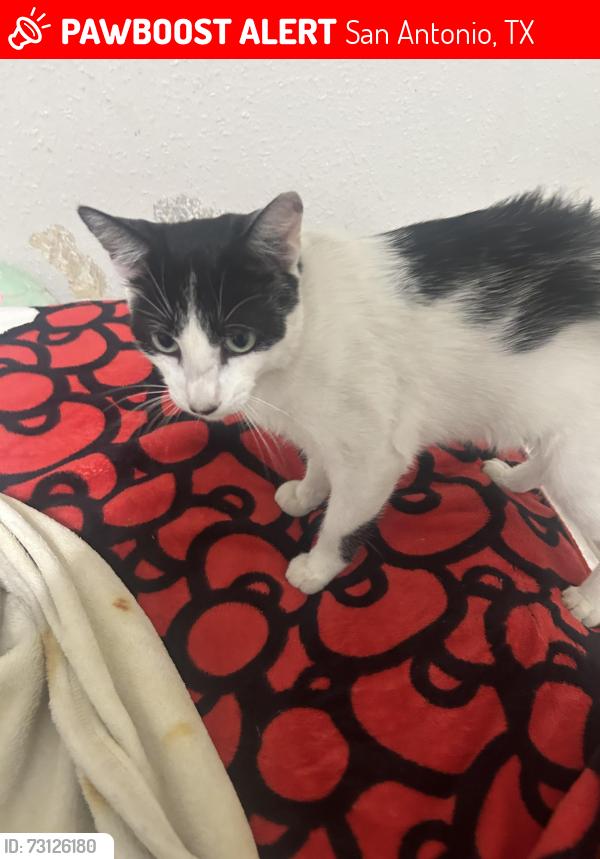 Lost Male Cat last seen Elm Valley Dr, San Antonio, TX 78242
