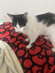Lost Male Cat last seen Elm Valley Dr, San Antonio, TX 78242