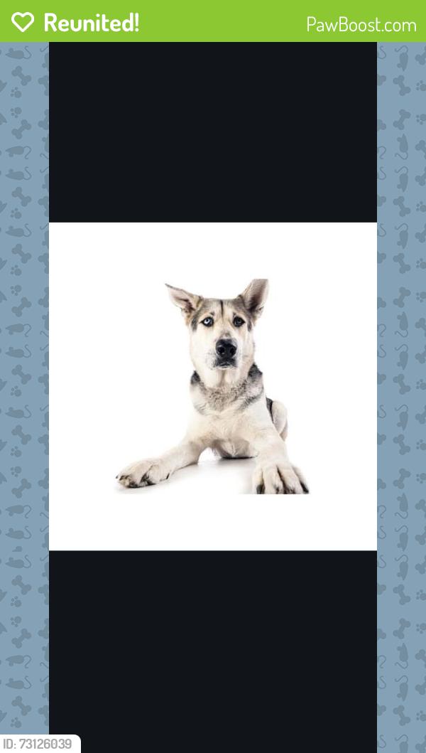 Reunited Male Dog last seen Santa Isabel and elden, Costa Mesa, CA 92660