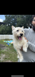 Found/Stray Unknown Dog last seen West Minnesota north ridgewood avenue, DeLand, FL 32720