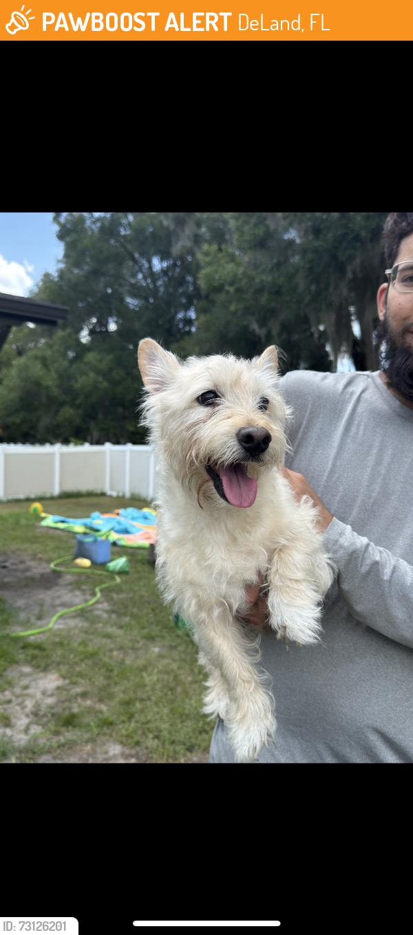 Found/Stray Unknown Dog last seen West Minnesota north ridgewood avenue, DeLand, FL 32720