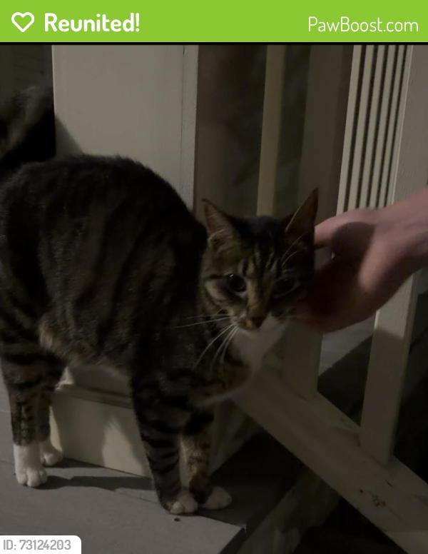 Reunited Female Cat last seen On my porch. We’re near Forest River Park., Salem, MA 01970